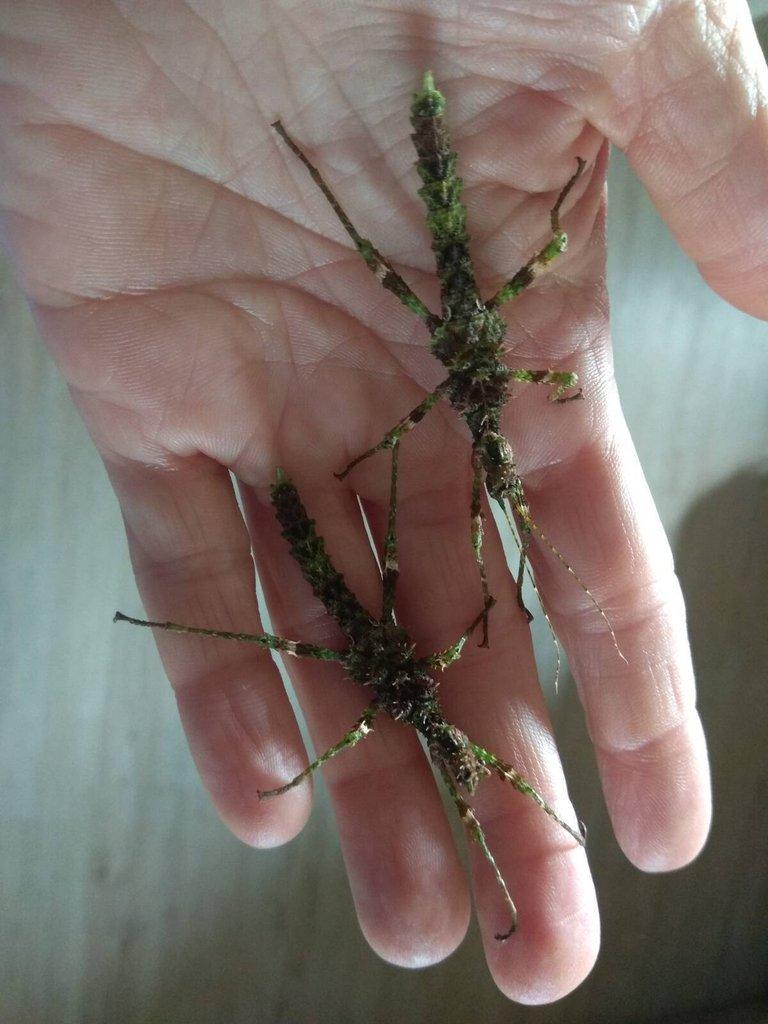 Strašilky, pakobylky