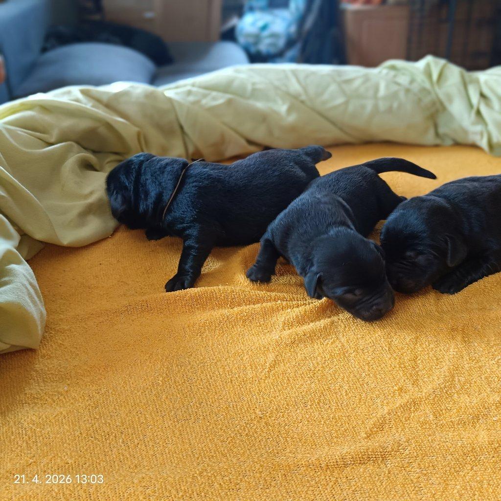 Labradorský retrívr štěňe s PP - holky i kluci