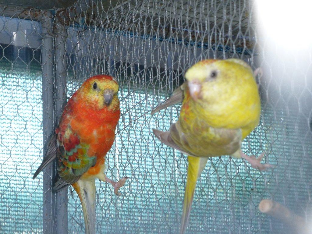 Prodám papoušek zpěvavý