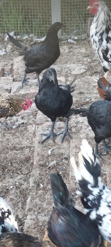Leghorn