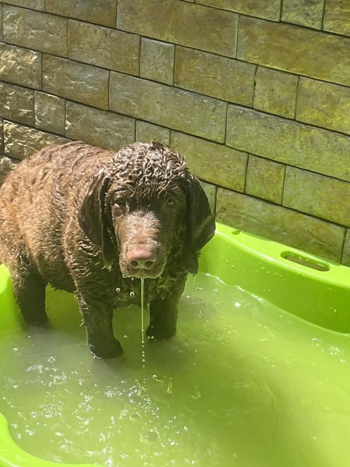 Hnědý retriever (jako hnědý labrador-chesapeake) s PP