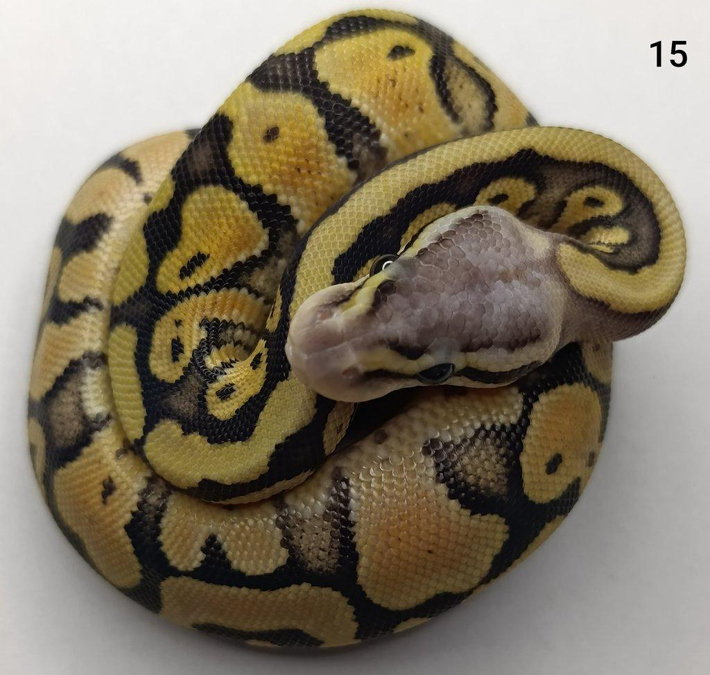 Krajta královská/ Python regius