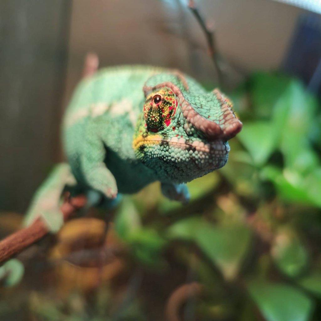 Furcifer pardalis nosy be