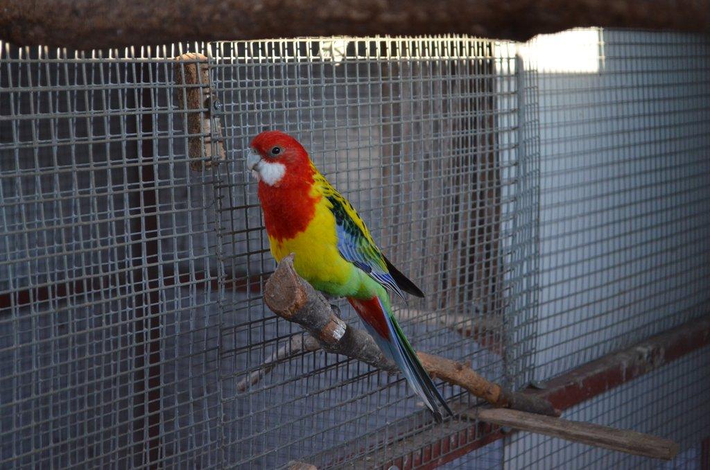 Prodám Roselu pestrou