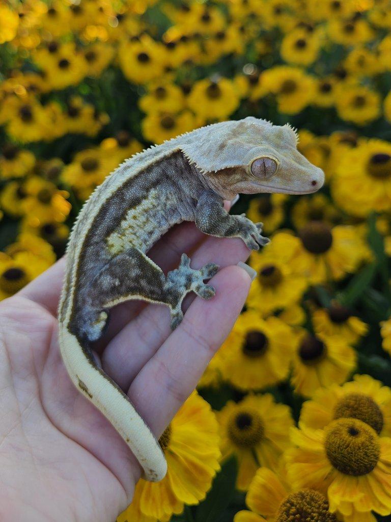 Pagekon řasnatý / ciliatus