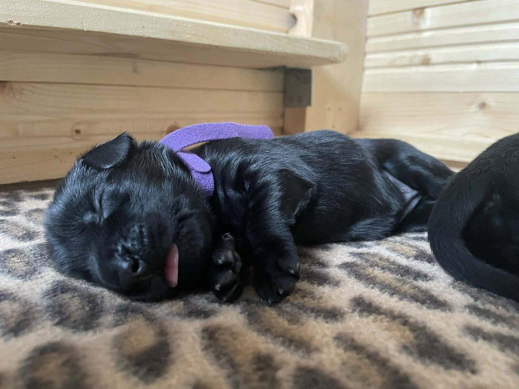 Štěňata flat coated retrívra