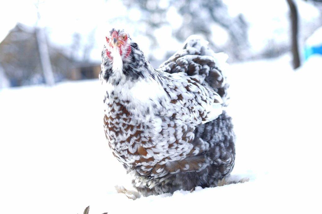 Brahmánky porcelánové 🥚🐣 (násadová vejce i kuřátka)