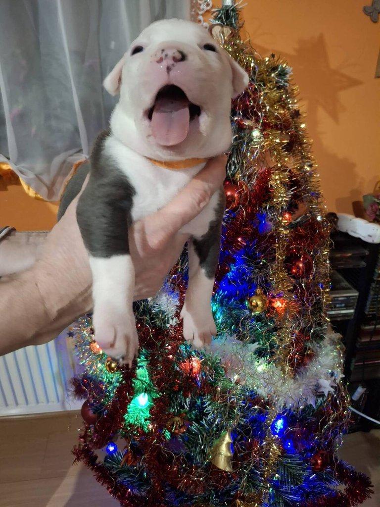 Štěňata Americký Stafordšírský terier