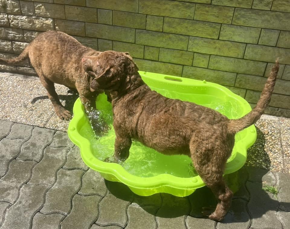 Hnědý retriever (jako hnědý labrador-chesapeake) s PP