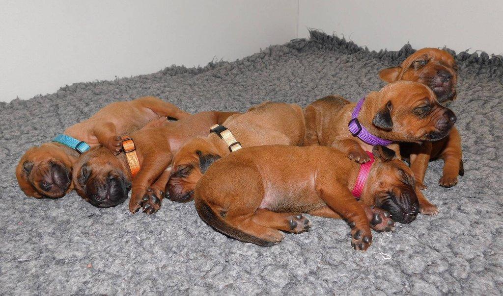 Rhodéský ridgeback - štěňátka s PP