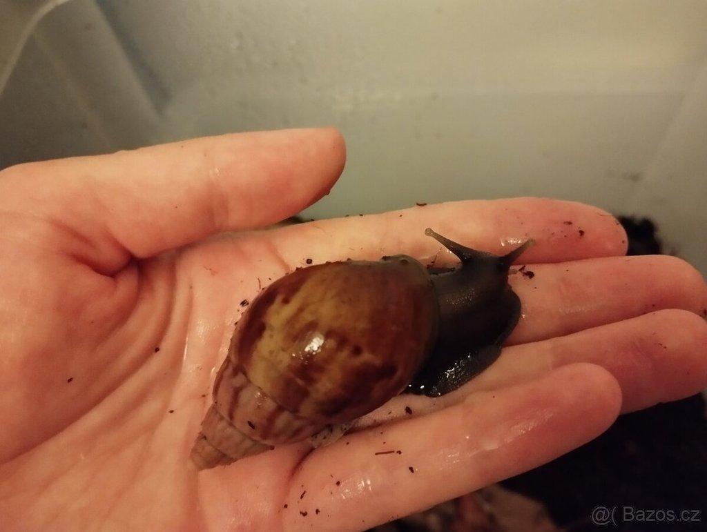 Daruji šneky Lissachatina fulica