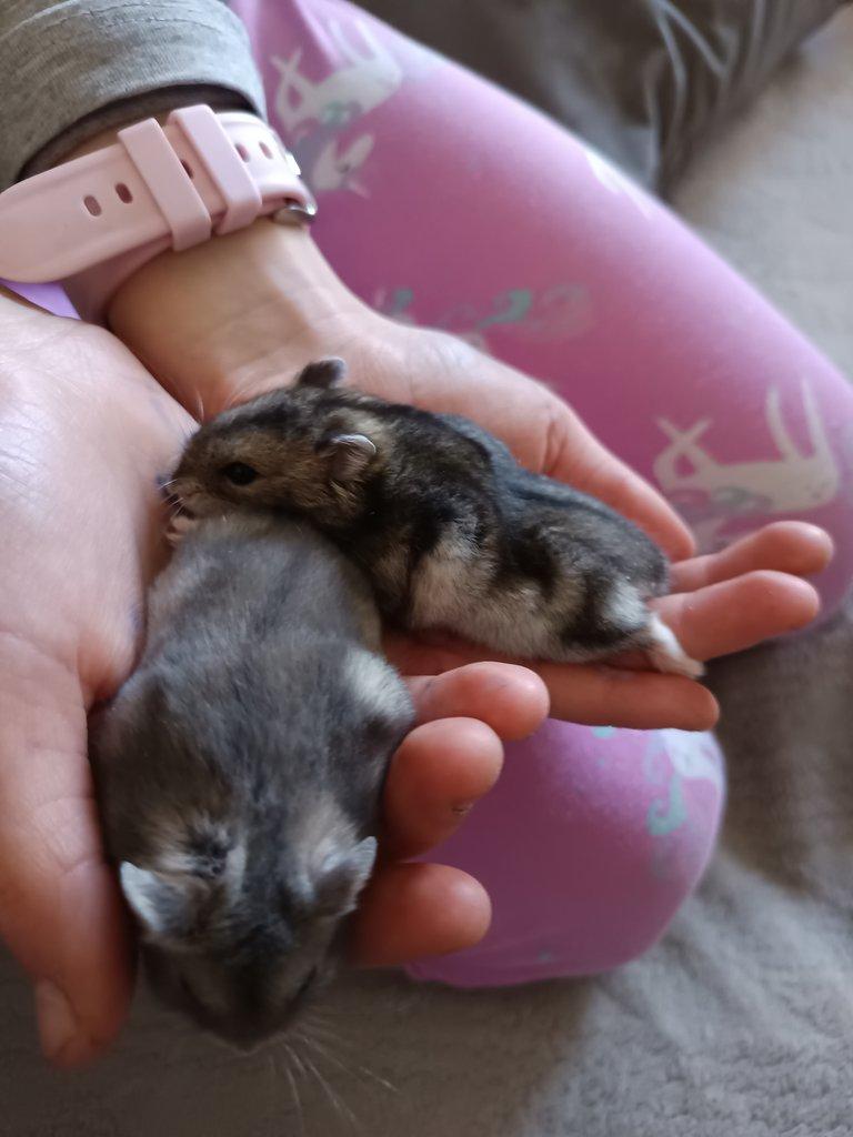 Prodám dzungarske křečky