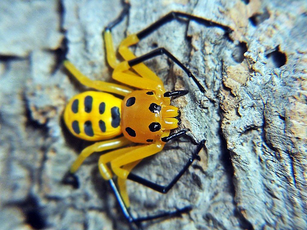 SpidersForge for Ostrava 31.08 prorders -15%
