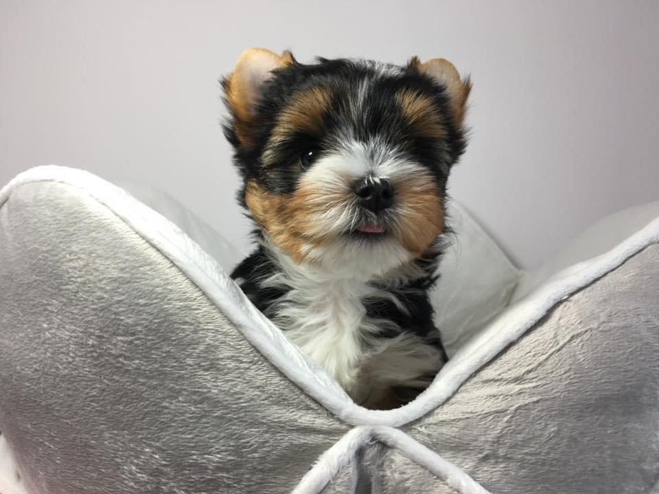 Štěňata super jorkšírského teriéra