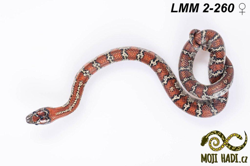 Lampropeltis mexicana mexicana - Korálovka mexická 2024