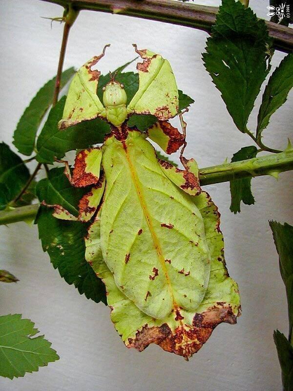 Lupenitka obrovská - Pulchriphyllium giganteum