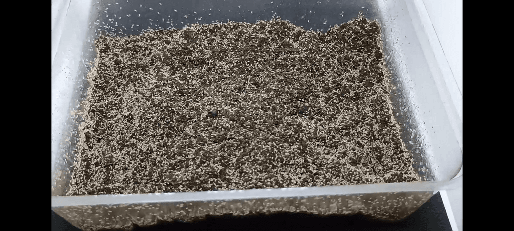 🔵Chvostoskoci Faunatrhy Ostrava