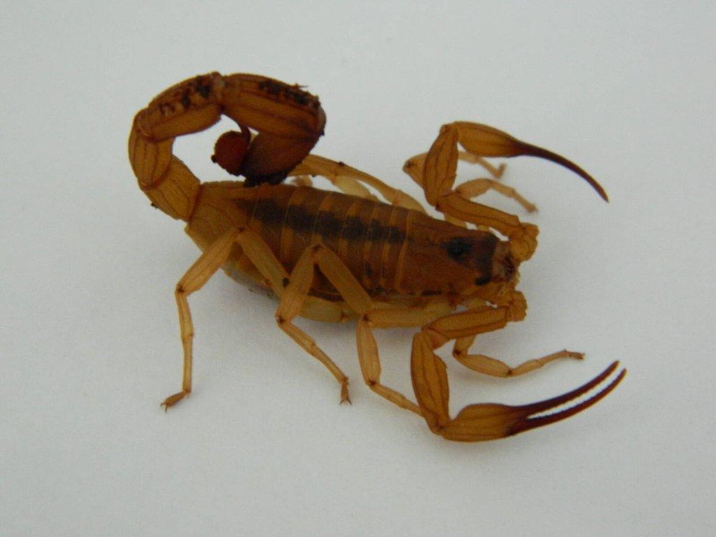 Štíři