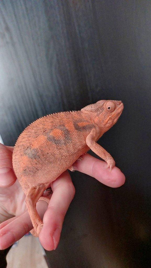 Samice furcifer pardalis Ambilobe