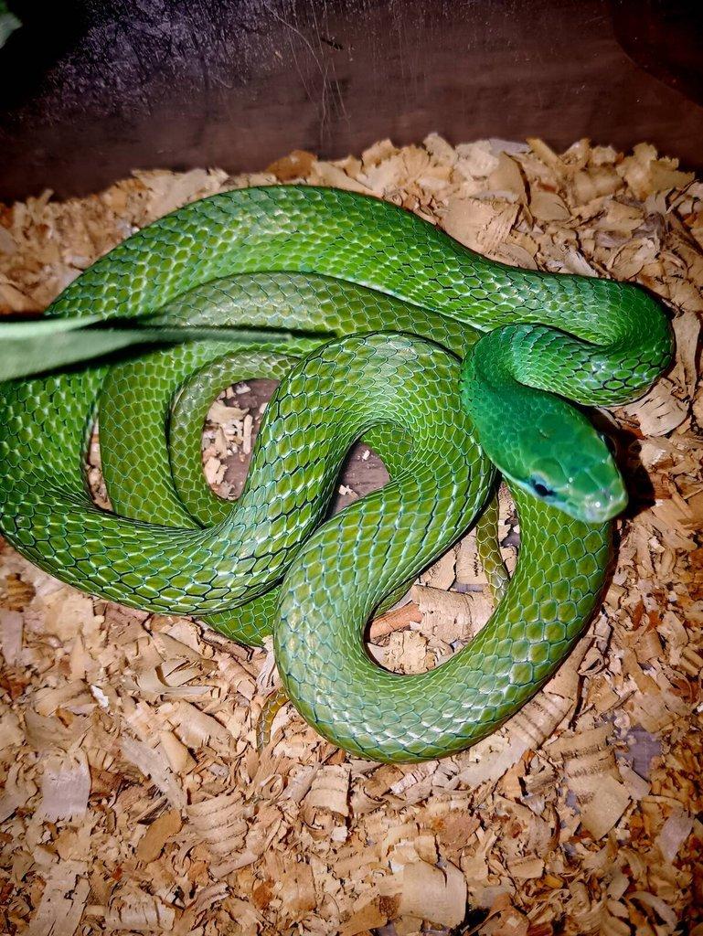 Rhadinophis prasinum
