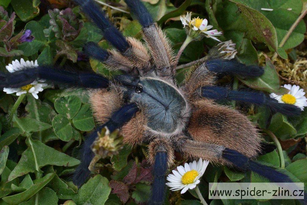 Samice P. victori, D.pentaloris, A. rufus, B. simoroxigorum a mnoho dalších zajimavých sklípkanů