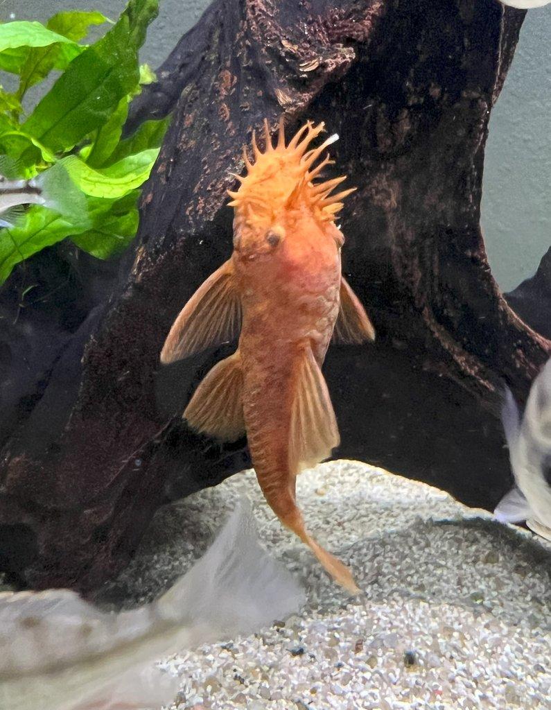 Ancistrus sp. super red - odchovy