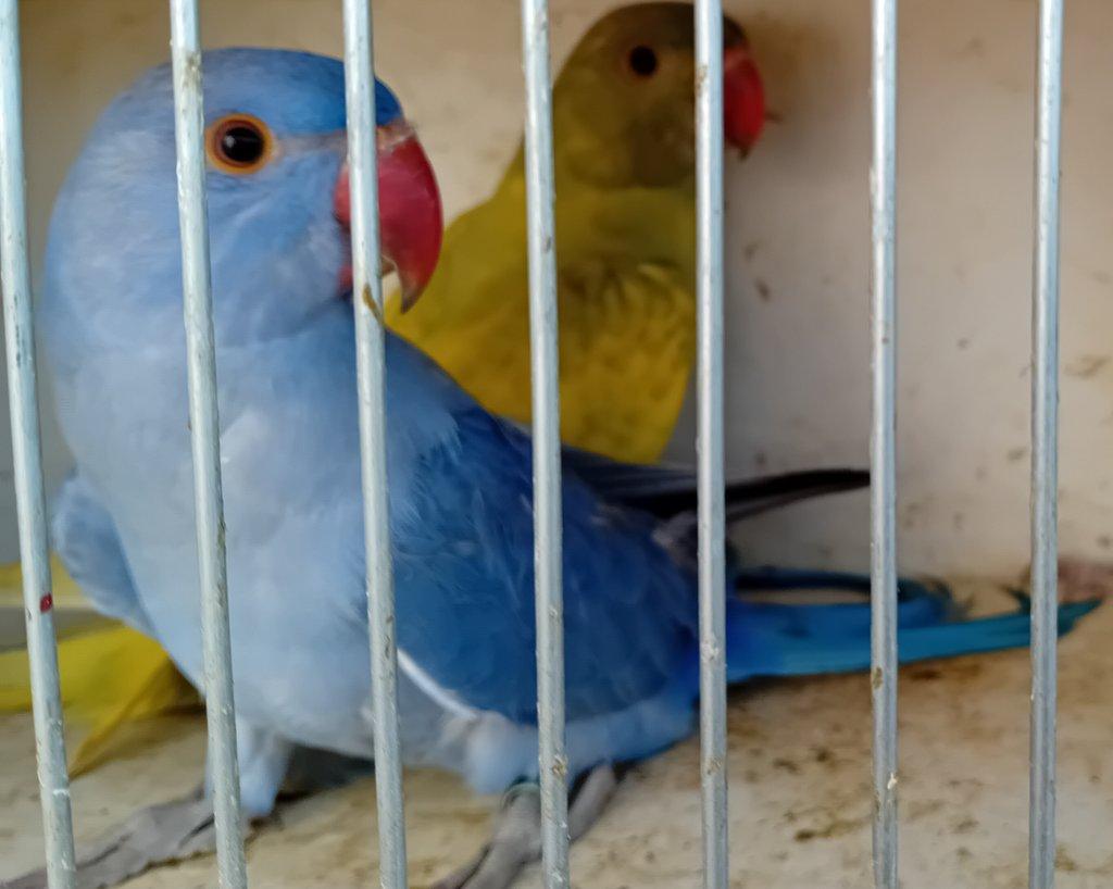 Alexandr malý mutace