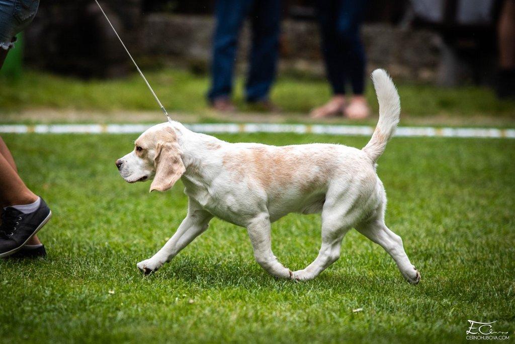 Beagle