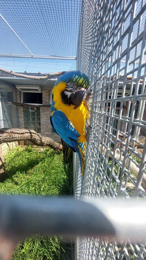 Ara ararauna