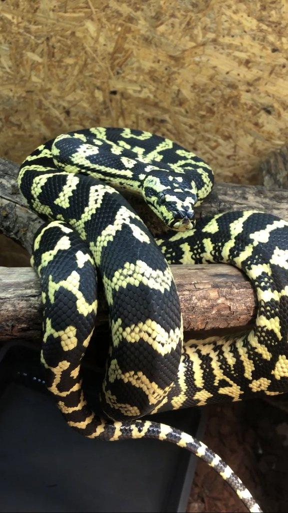 Morelia spilota cheynei (krajta kobercová pralesní)