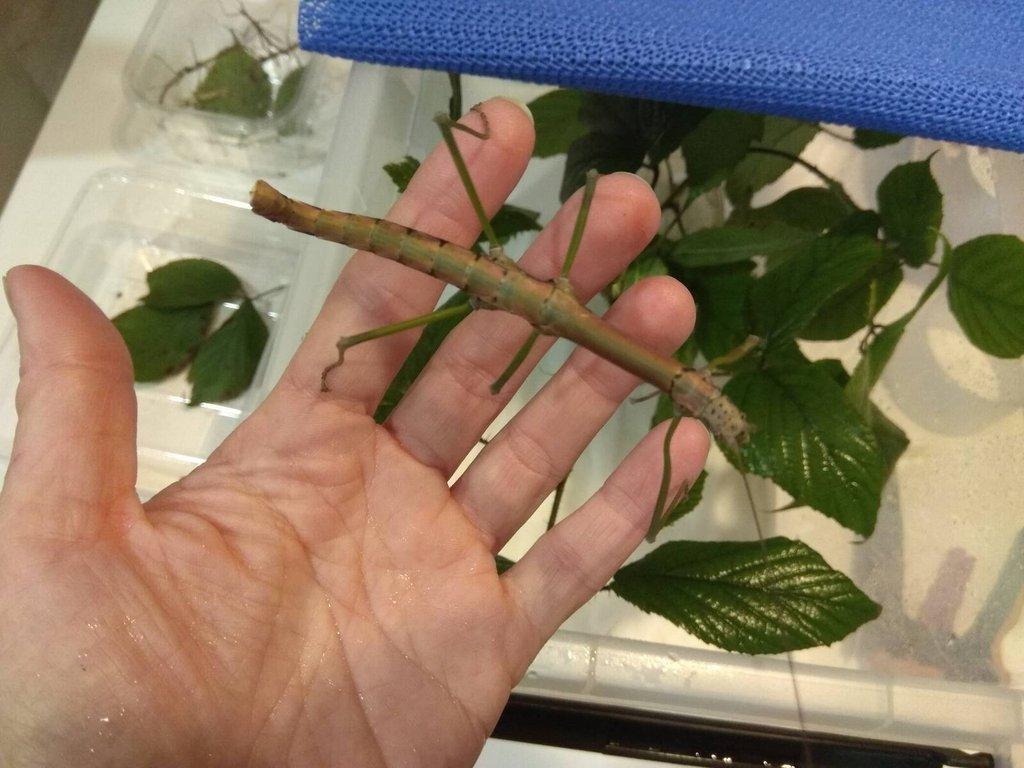 Strašilky a Pakobylky