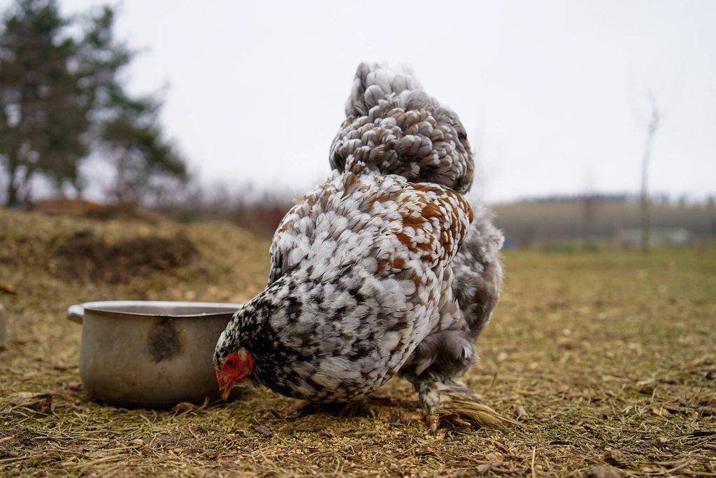 Brahmánky porcelánové🥚 (násadová vejce)