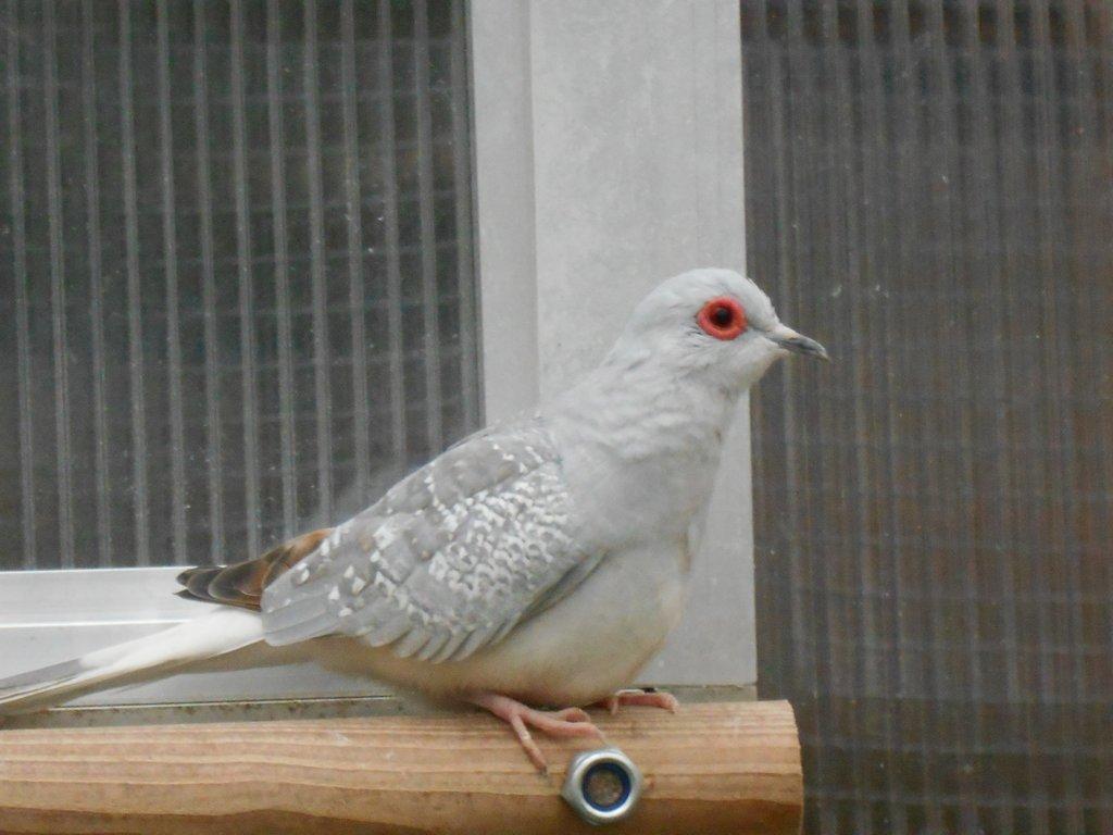 prodam lonsky odchov