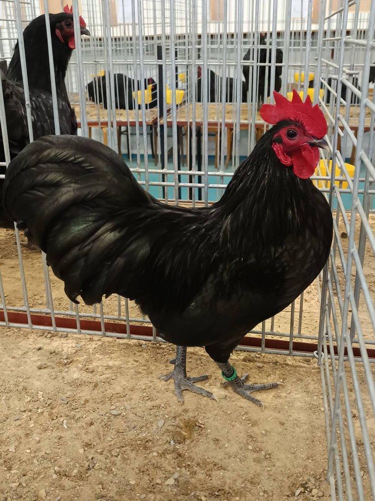 Australka zdrobnělá černá a modrá