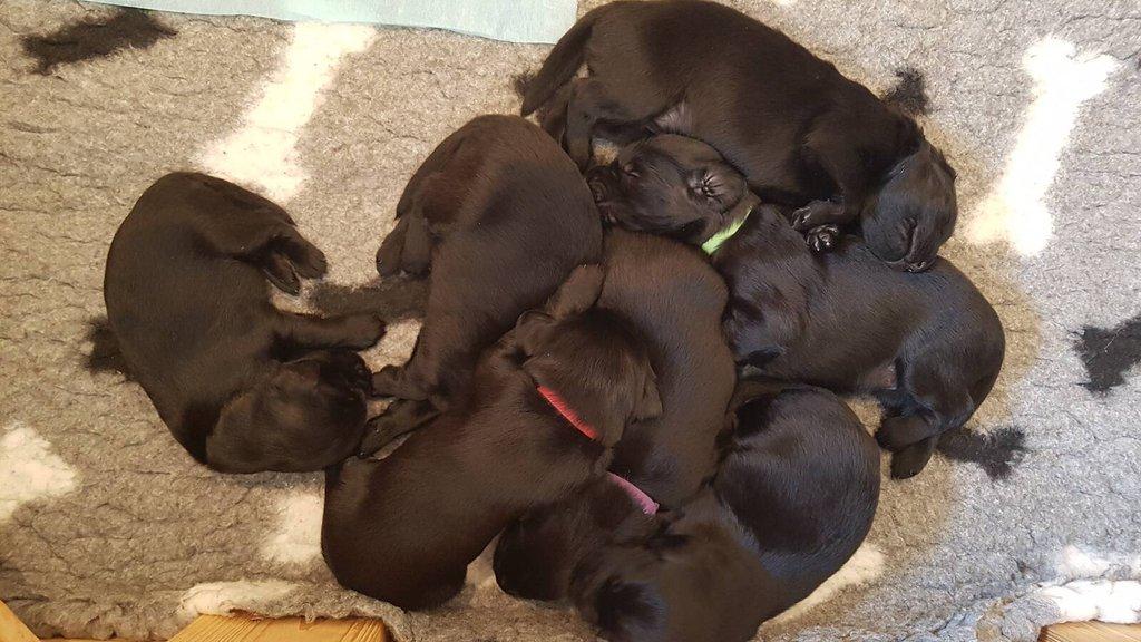 Flat Coated Retriever - štěňátka s PP + možnost výcvikových a socializačních lekcí zdarma