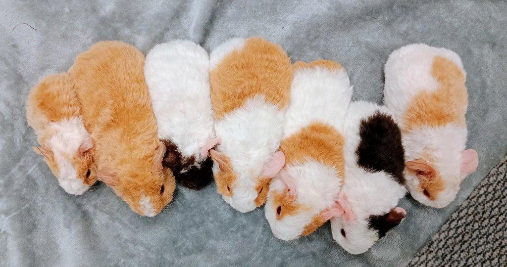 Morče US Teddy na prodej