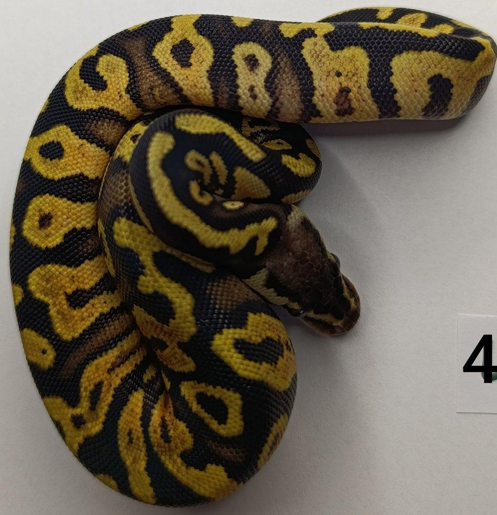 Krajta královská/ Python regius