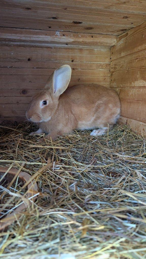 prodám králíky na chov/maso/dokrmení