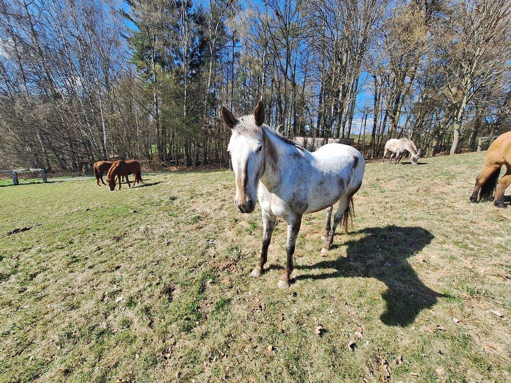 Prodám 10-letou kobylku ApHC/ČT