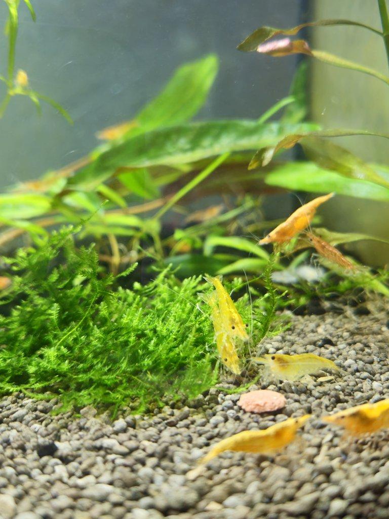 Sparťanské krevetky - nenáročné, čisté linie