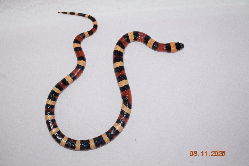 Korálovka mex cambeli odchov