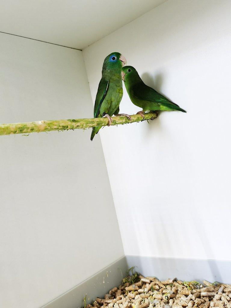 Papoušíček brýlatý 2025