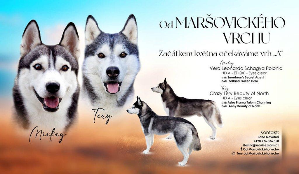 Sibiřský husky s PP - Štěně