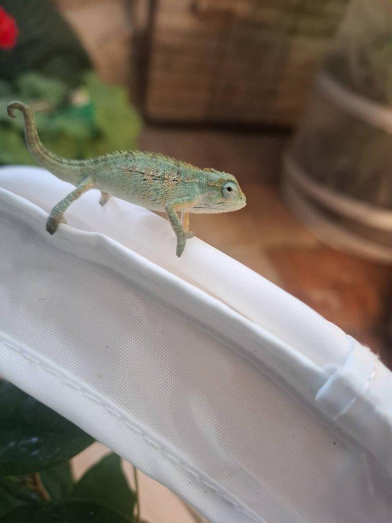 NZ 24 Trioceros ellioti