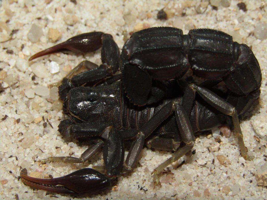 Androctonus gonneti 1,1