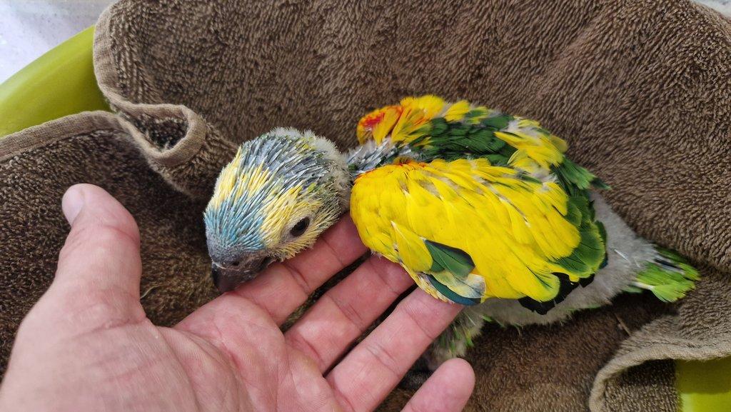 Amazona aestiva xanthopteryx