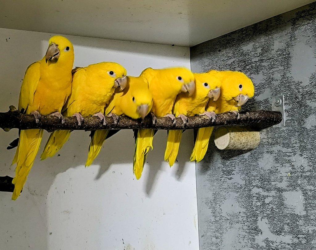Guaruba guarouba,golden conure,(Ararajuba)