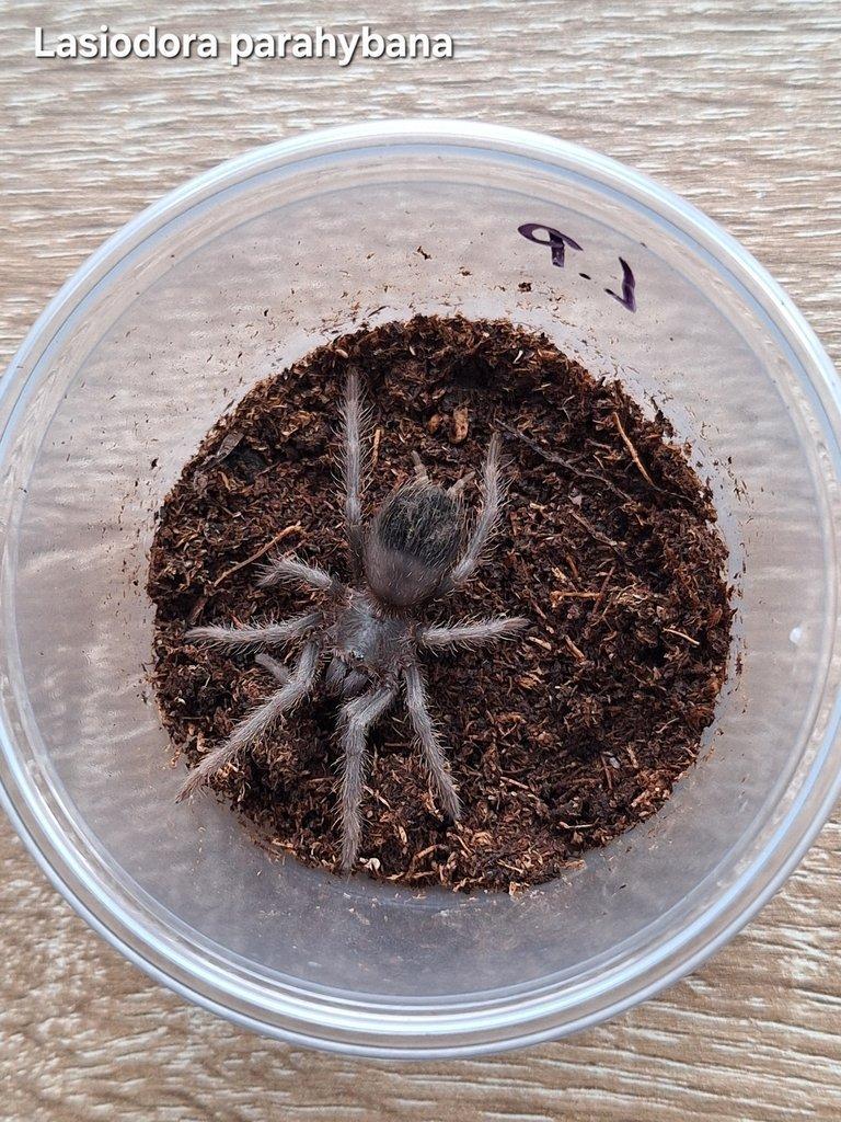 Sklípkani - Aquatera Kroměříž 8.3 + zasílám 🕷🎁