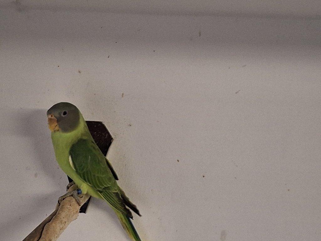 Alexandr černohlavý