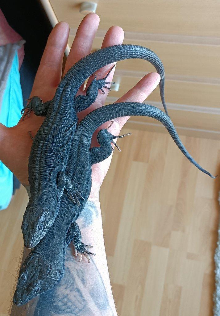 1.1 Timon lepidus melanistik
